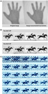 Commentary: CRISPR–Cas Encoding of a Digital Movie into the Genomes of a Population of Living Bacteria